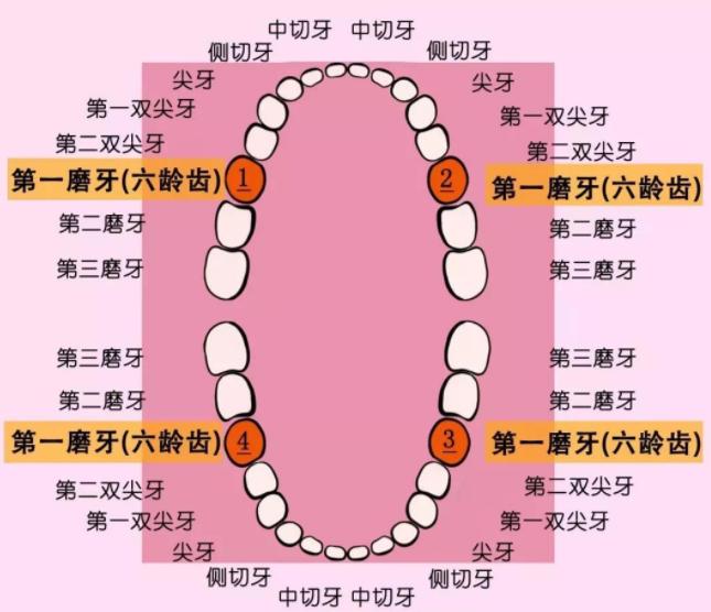 兒童的六齡牙,深圳牙科 兒童的六齡牙,深圳牙科