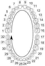 來自米勒斯維爾(Millersville)牙醫的牙齒編號原因 來自米勒斯維爾(Millersville)牙醫的牙齒編號原因
