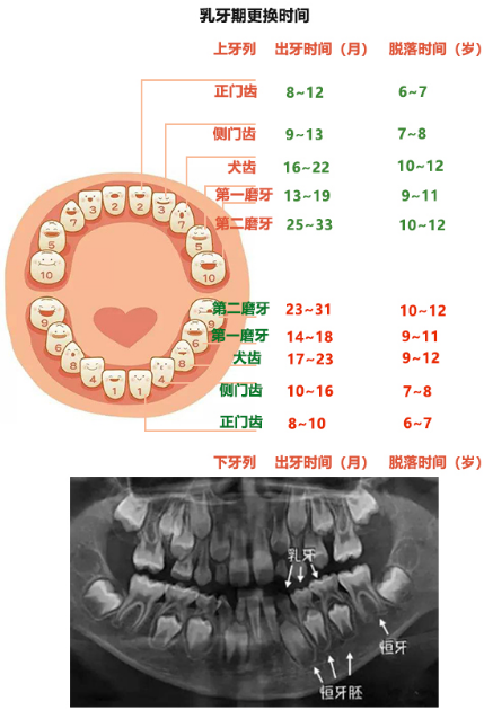 維港口腔兒童牙科 維港口腔兒童牙科